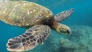 Student Q&A with Guy on 