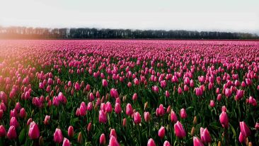 How to Find the Healing Flowers in the Field of the Divine