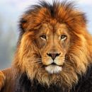 Life Resurrected: The Revelations of C.S. Lewis in The Lion, The Witch, and the Wardrobe