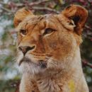 The Essential Laws of Fearless Living